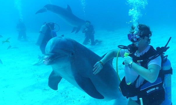 Scuba diver petting a dolphin underwater