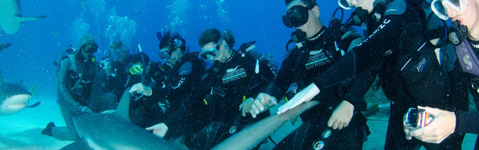 Diviers reaching out to touch a shark