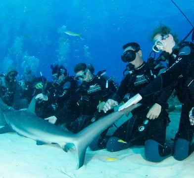 Diviers reaching out to touch a shark