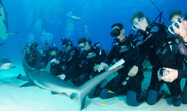 Diviers reaching out to touch a shark