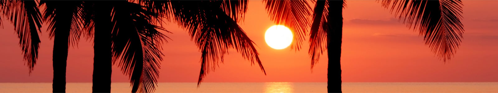 Grand Bahama Island sunset with Palm Trees