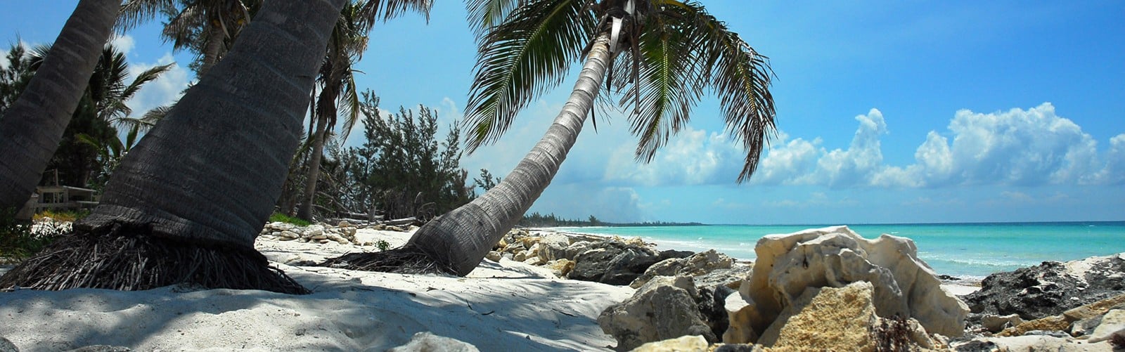 Palm trees on the beach